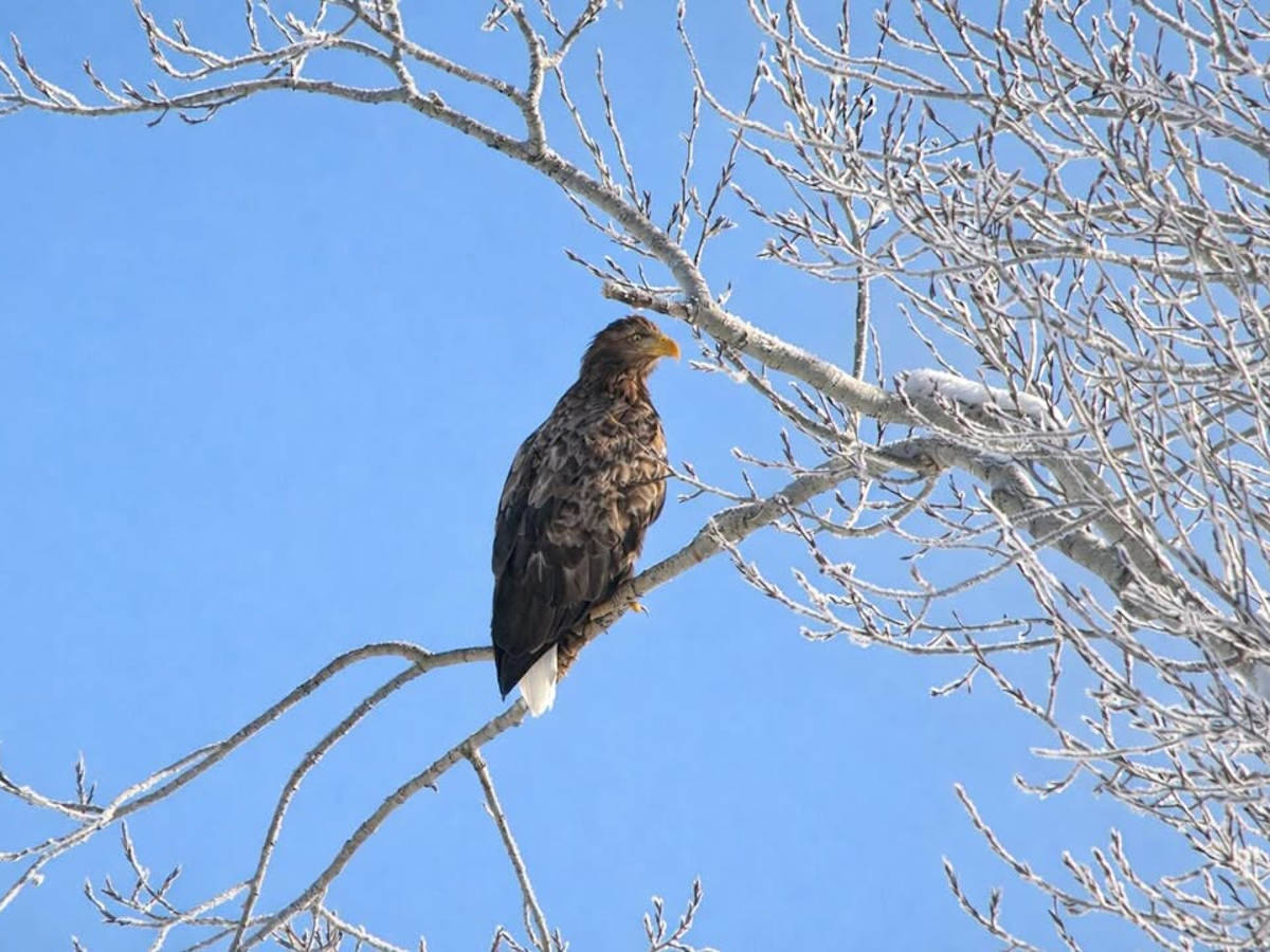 В ВКО запечатлели краснокнижную птицу