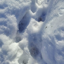 В ВКО оперотряд проверял информацию о появлении рыси в черте населенного пункта