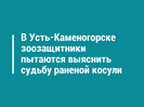 В Усть-Каменогорске зоозащитники пытаются выяснить судьбу раненой косули 