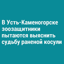 В Усть-Каменогорске зоозащитники пытаются выяснить судьбу раненой косули
