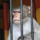 Казахстанцев предупредили об угрозе оспы обезьян