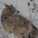В ВКО усилят регулирование численности волков