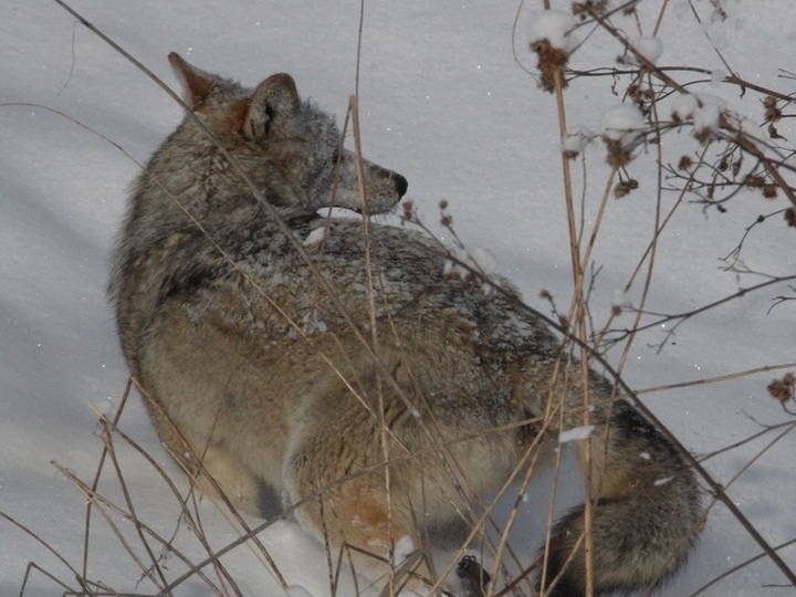 В ВКО усилят регулирование численности волков