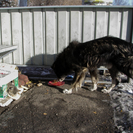 В Усть-Каменогорске планируется отловить 1000 бродячих собак и кошек