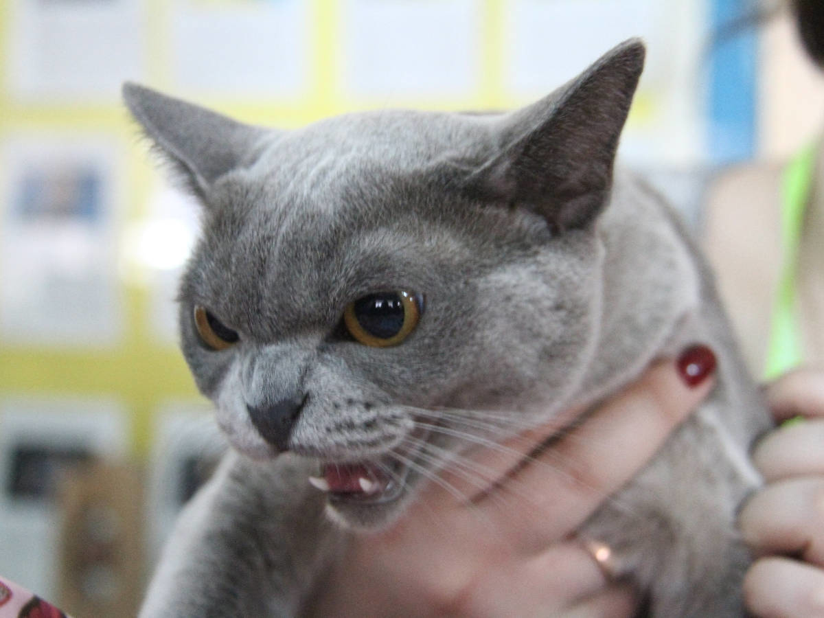 В Усть-Каменогорске за неполный месяц больше 50 человек пострадали от укусов разных животных