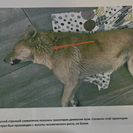 В Усть-Каменогорске на улице стреляли в собаку