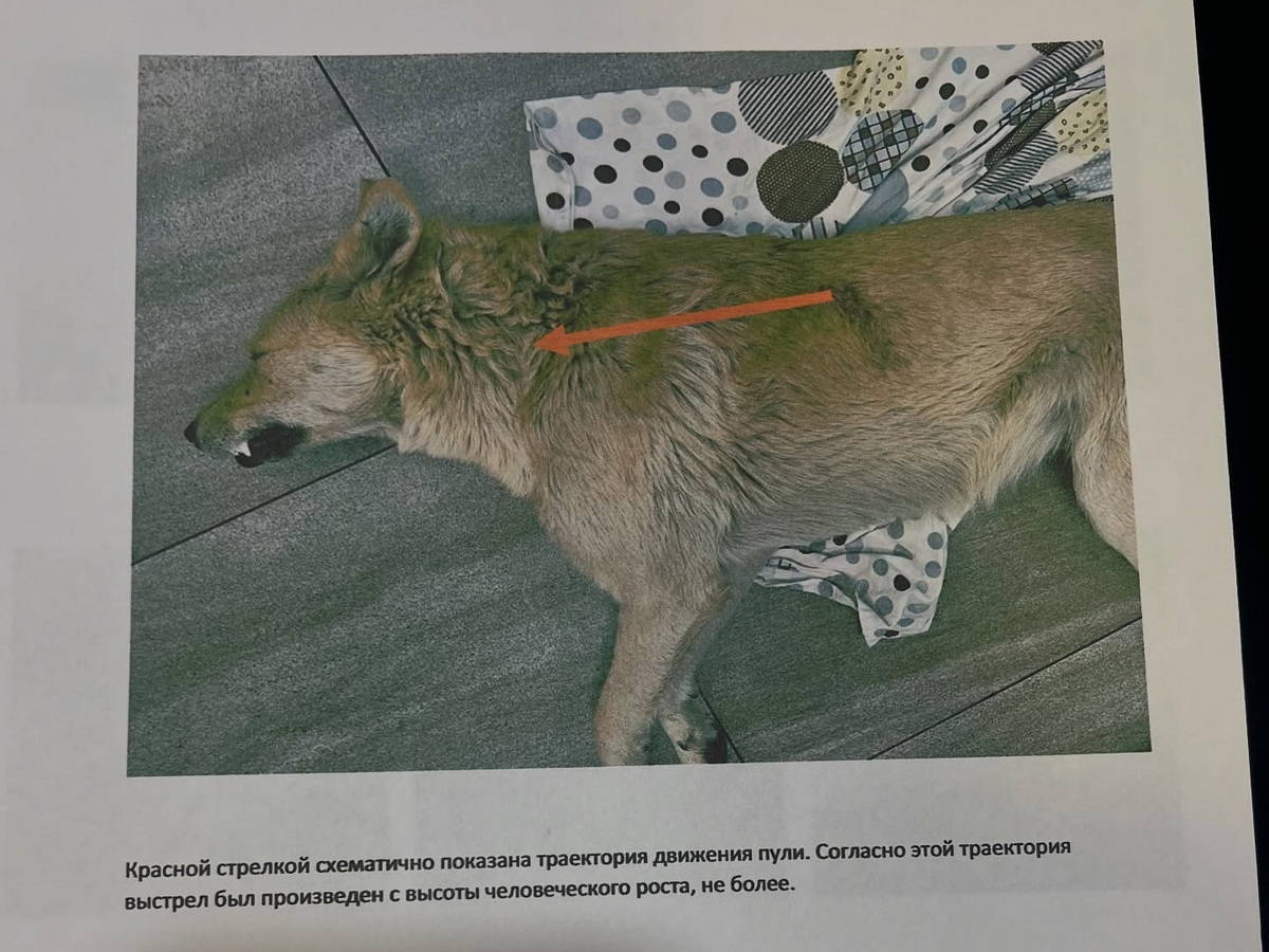 В Усть-Каменогорске на улице стреляли в собаку