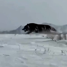 В Восточном Казахстане застрелили редкого волка