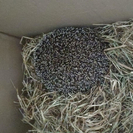 В Усть-Каменогорске на улице нашли ежа 