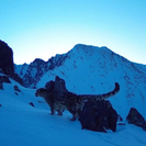 В ВКО подсчитали краснокнижных животных