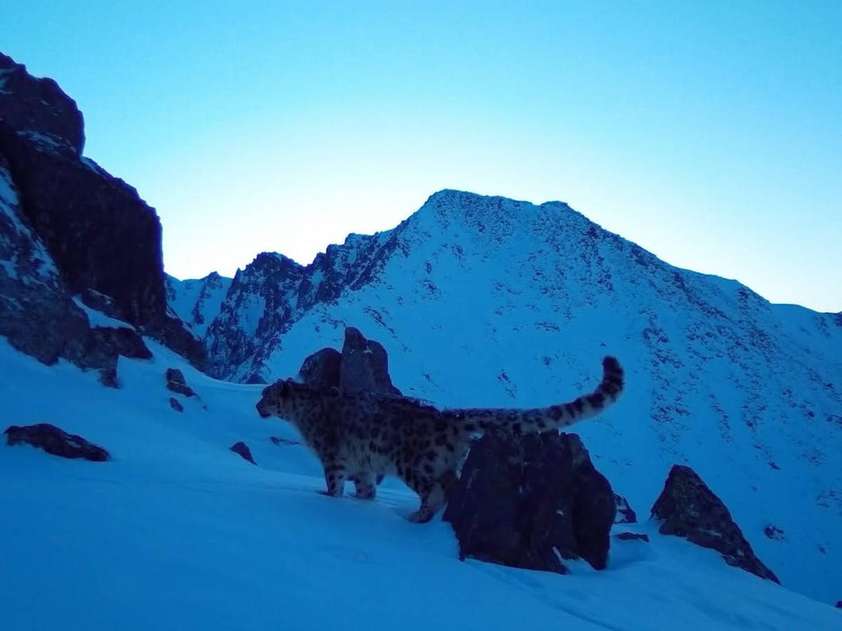 В ВКО подсчитали краснокнижных животных