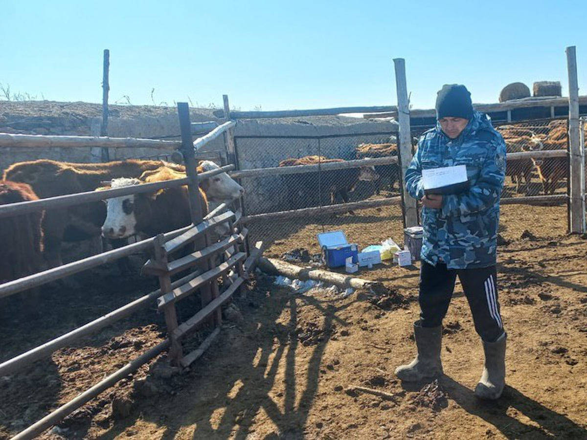 В ВКО проводится вакцинация сельхозживотных против ящура