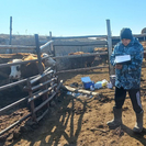 В ВКО проводится вакцинация сельхозживотных против ящура 