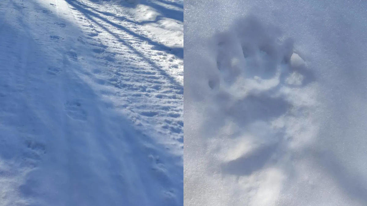 В ВКО после зимней спячки проснулись медведи