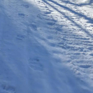 В ВКО после зимней спячки проснулись медведи