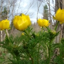 Жителей ВКО призывают не уничтожать первоцветы