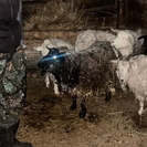 В ВКО злоумышленники вывезли украденных сельхозживотных на санях