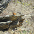 В ВКО проснулись сурки