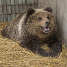 В зоопарке Усть-Каменогорска медвежонок Хабар готовится к новоселью 