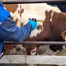 В ВКО против бешенства вакцинировали сельхозживотных и собак