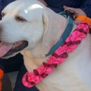 В Усть-Каменогорске четвероногого спасателя проводили на «пенсию»