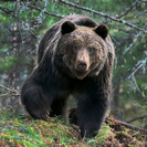 В апреле в ВКО открывается охота на медведей