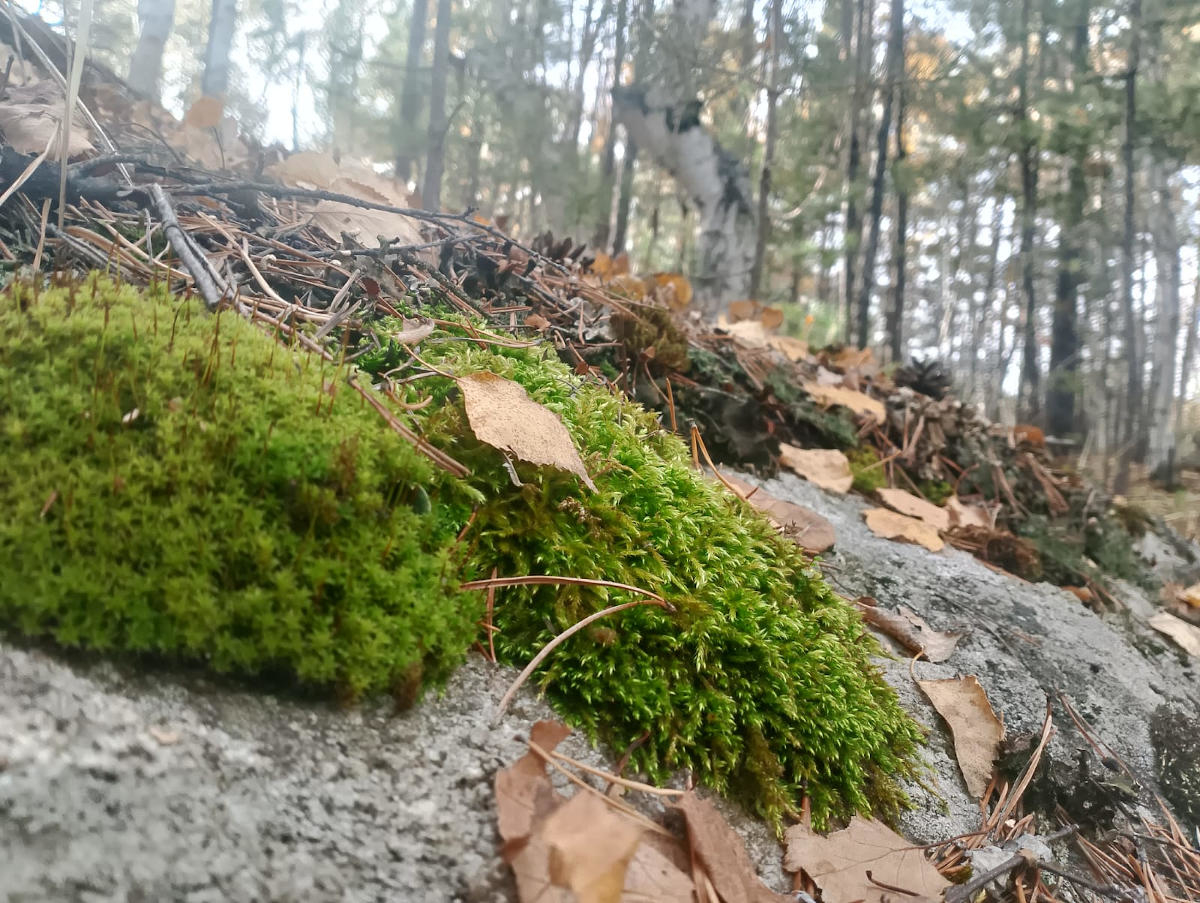 Вблизи Усть-Каменогорска планируется создать экопарк