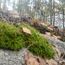 Вблизи Усть-Каменогорска планируется создать экопарк