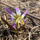 В ВКО сотрудники нацпарка поделились снимками с его обитателями и первоцветами