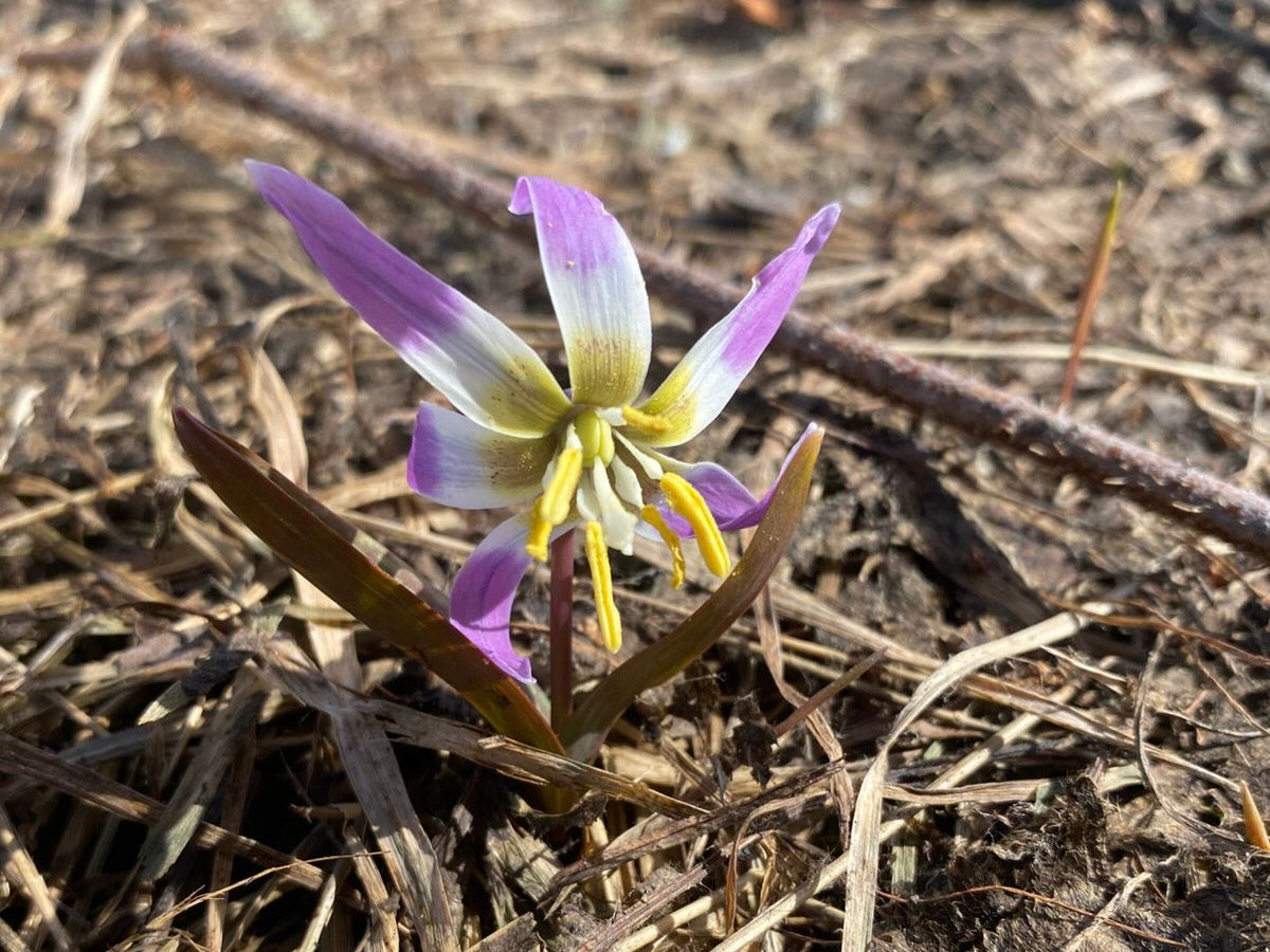 В ВКО сотрудники нацпарка поделились снимками с его обитателями и первоцветами