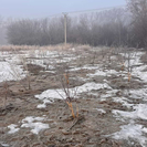 В Усть-Каменогорске жители переживают за судьбу яблоневого сада 