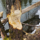 В ВКО специалисты нацпарка рассказали о пользе бобров 