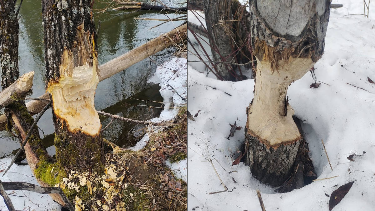 В ВКО специалисты нацпарка рассказали о пользе бобров