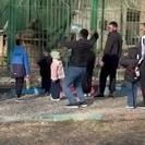 В Семее посетители бросали камни в львов, содержащихся в биоцентре 