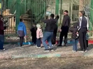 В Семее посетители бросали камни в львов, содержащихся в биоцентре 