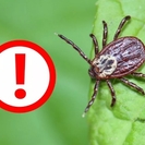 Жителям ВКО напомнили: клещи являются переносчиками нескольких опасных заболеваний