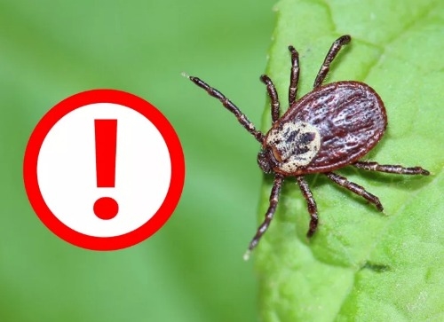 Жителям ВКО напомнили: клещи являются переносчиками нескольких опасных заболеваний