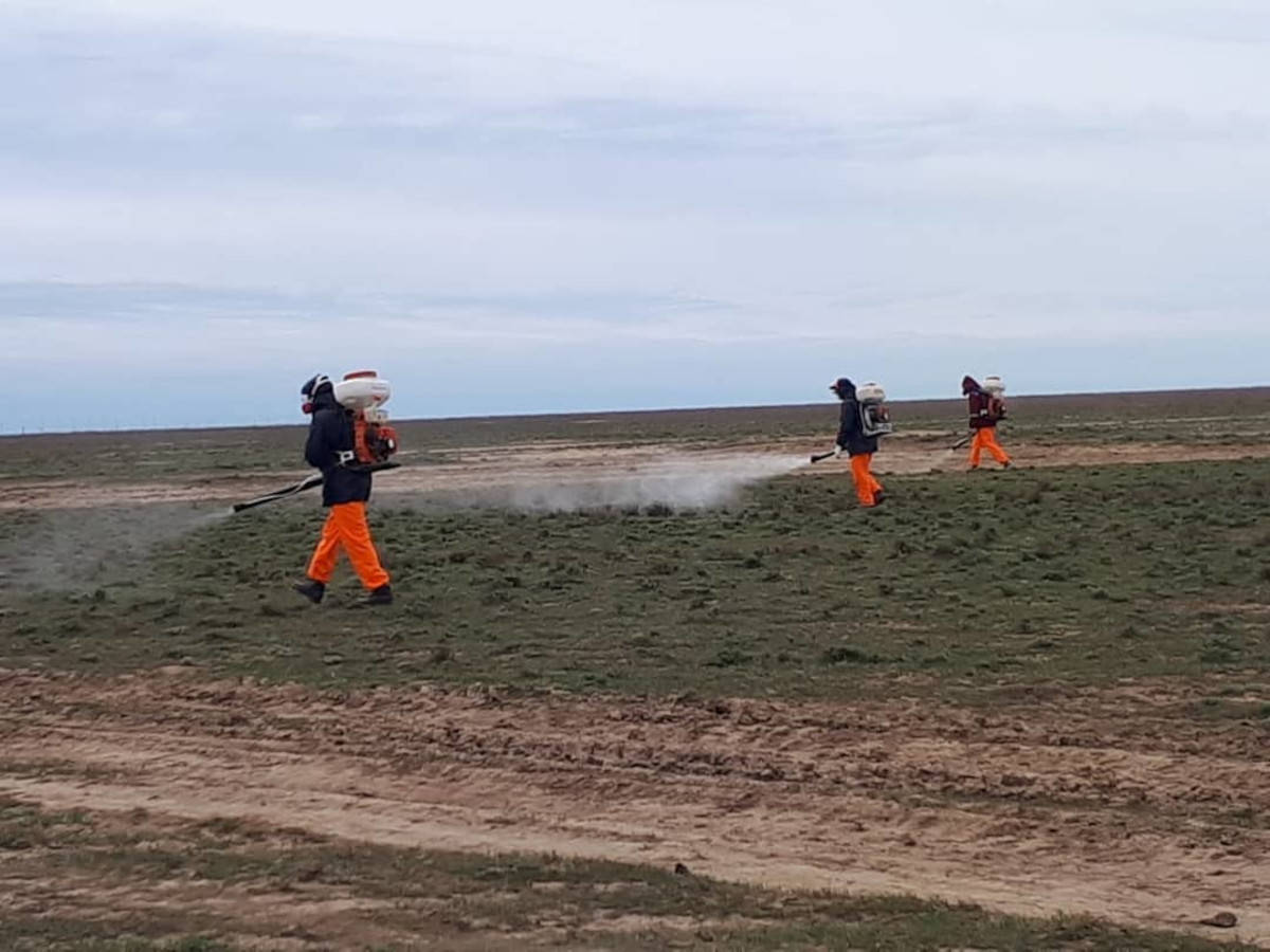 Жителей Усть-Каменогорска предупредили о противоклещевых обработках