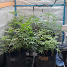 В Усть-Каменогорске полицейские по наводке выявили фитолабораторию с коноплей