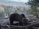 В ВКО фотоловушка запечатлела бурого медведя 