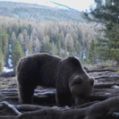 В ВКО фотоловушка запечатлела бурого медведя