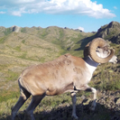 Миграция животных помогает сохранить экосистему нацпарков