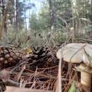 В ВКО в ближайшее время намерены приступить к созданию трёх экопарков