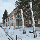 Варварская обрезка берёз в Усть-Каменогорске: медучреждение привлекли к ответственности 