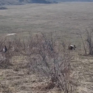 В ВКО сотрудники природного парка засняли на видео глухарей и тетеревов в период тока