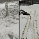 Жителя ВКО оштрафовали за уничтожение двух берёз 