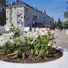 В Усть-Каменогорске на высадку цветов выделили 256 миллионов