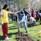 В Усть-Каменогорске высадили полторы сотни деревьев возле Амфитеатра