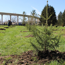 Сегодня во всех регионах Казахстана пройдет эко-челлендж «Түлектердің ағаш егу»