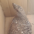 В Риддере люди пришли на помощь капалухе — самке глухаря